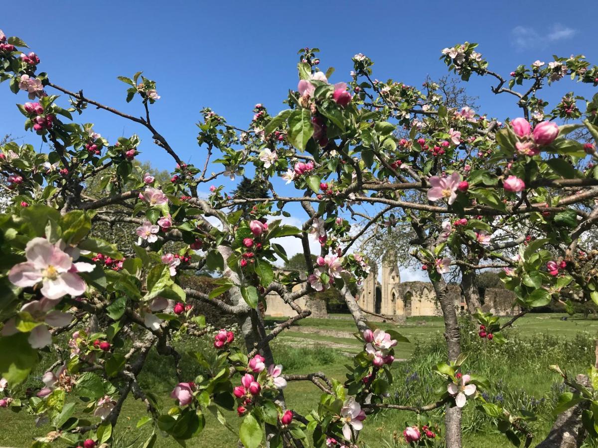 Magnolia Tree House Leilighet Glastonbury Eksteriør bilde
